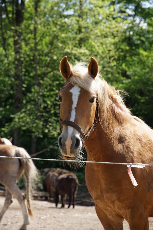 Reiten im Urlaub in Oberbayern - Wanderreiter